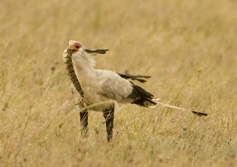 sec bird